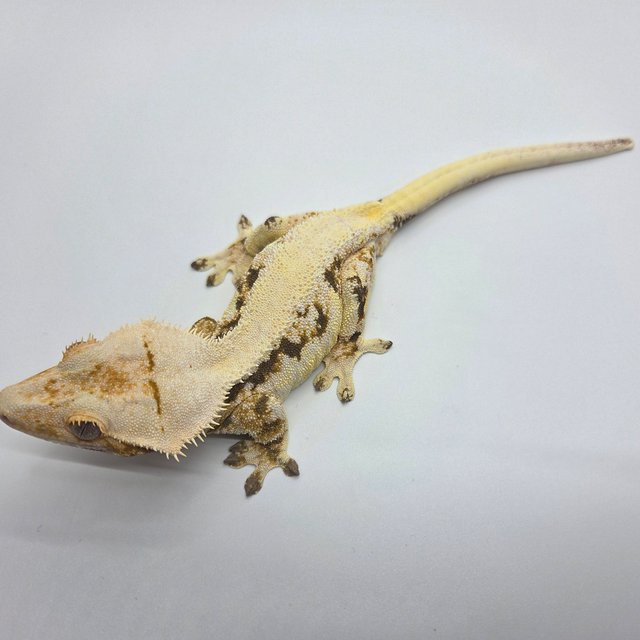 노멀 릴리화이트 카푸치노