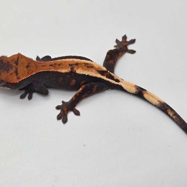 100%헷아잔틱 세이블