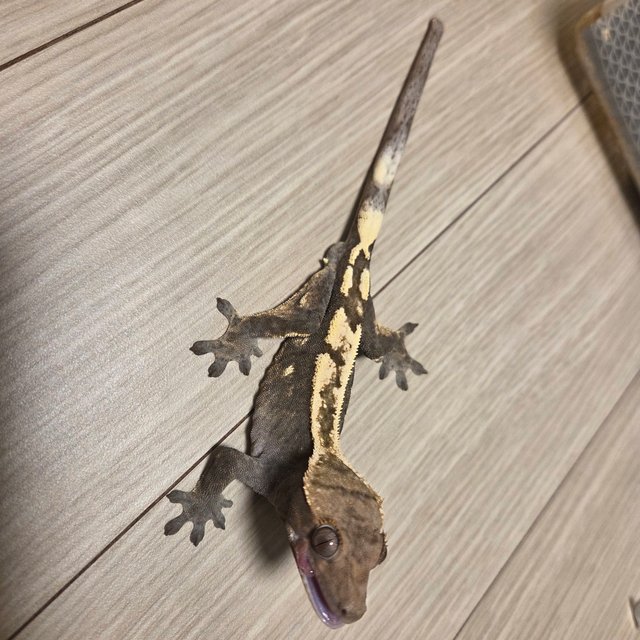 100%헷아잔틱 세이블