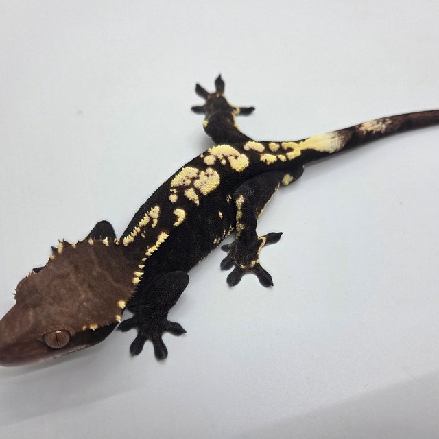 100%헷아잔틱 카푸치노