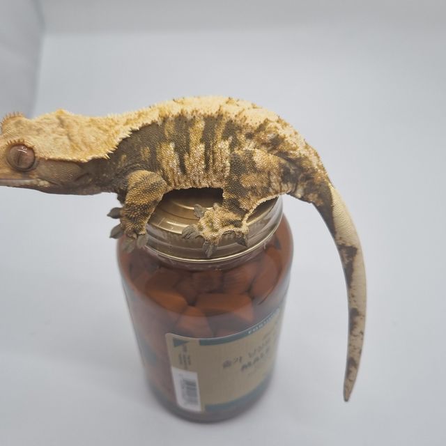 노멀 트라이