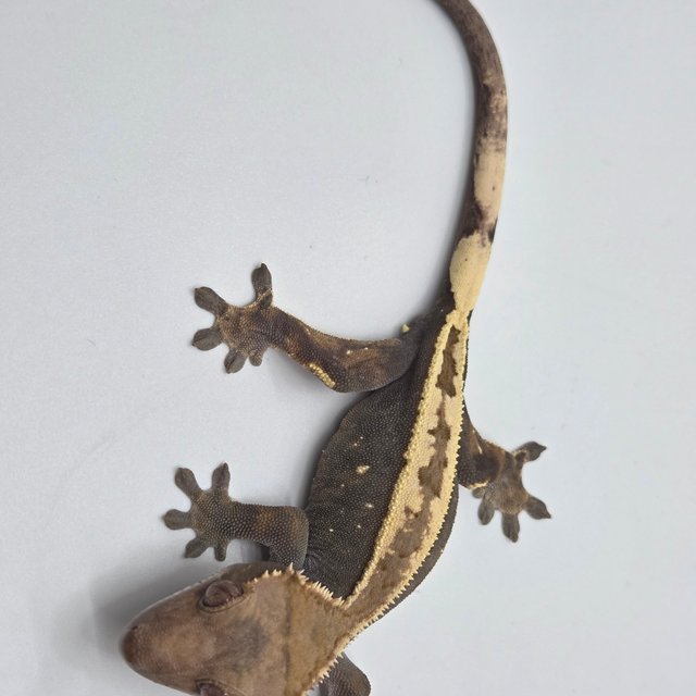 세이블 100%헷아잔틱