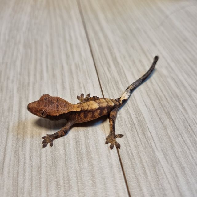 세이블