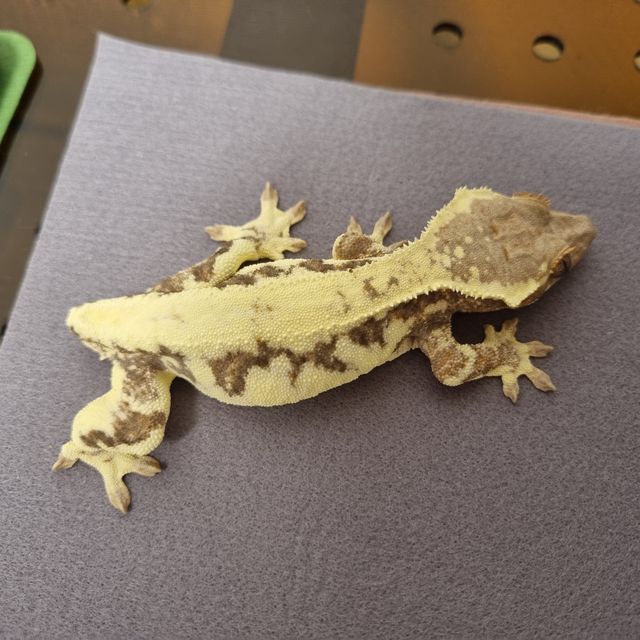프라푸치노