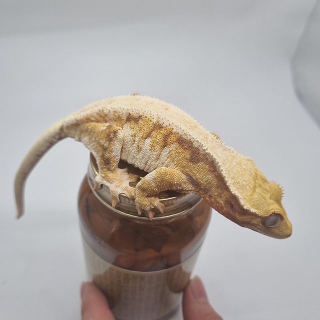 릴리화이트 트라이