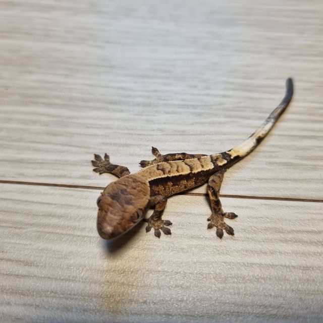 세이블