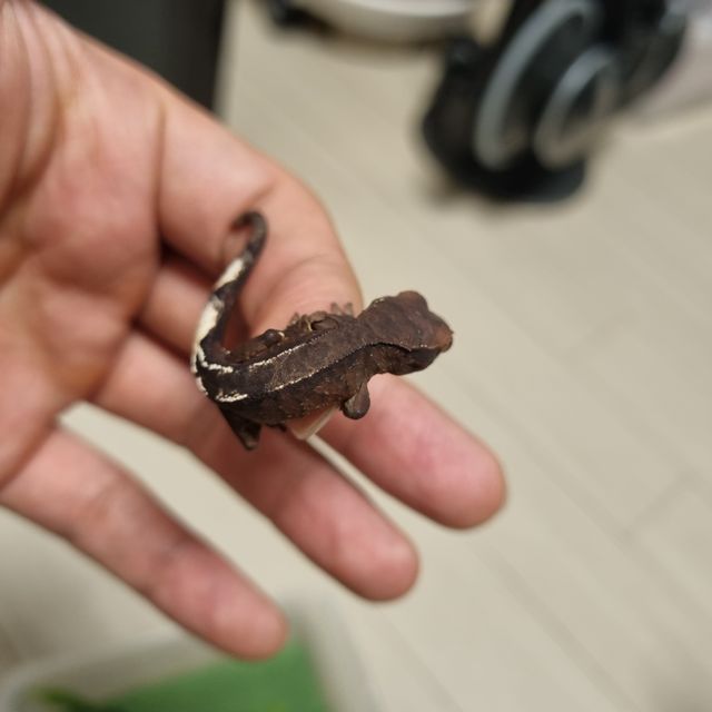 카푸치노