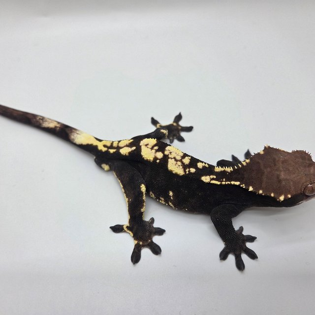 100%헷아잔틱 카푸치노