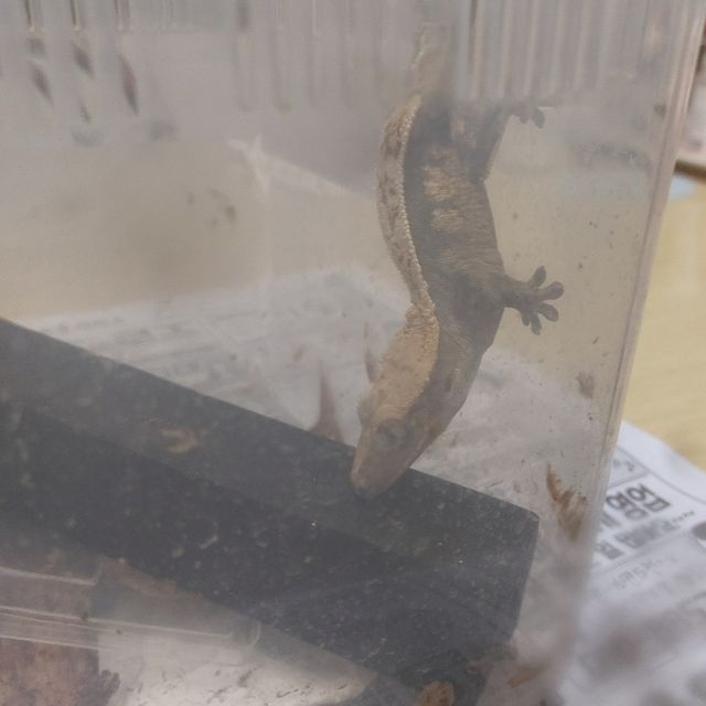 쿼드 할리퀸