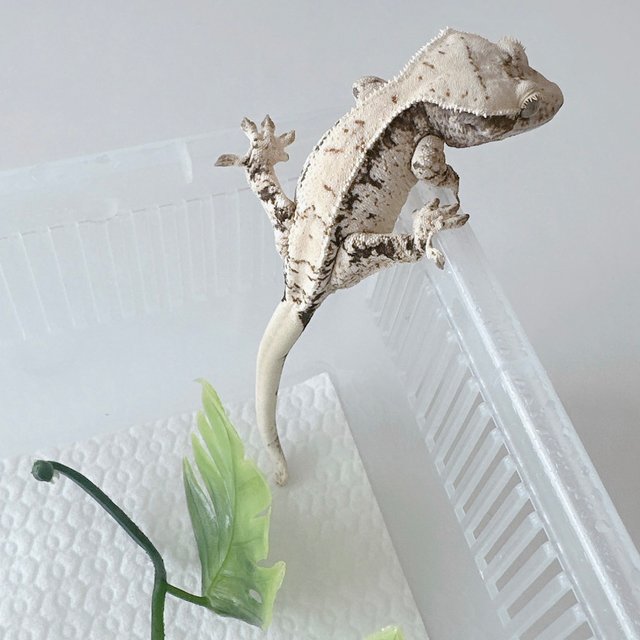 노멀 드리피 화이트스팟