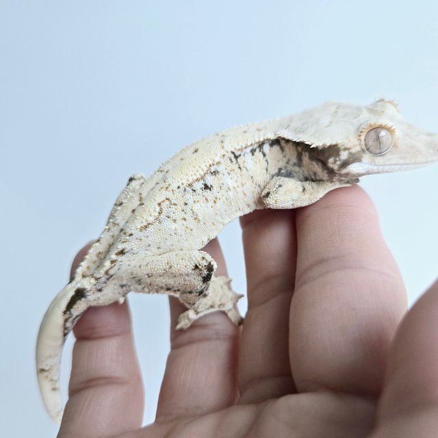 노멀 드리피 화이트스팟