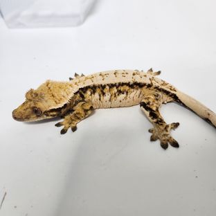 트라이