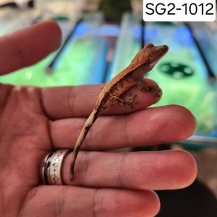 SG2-1012