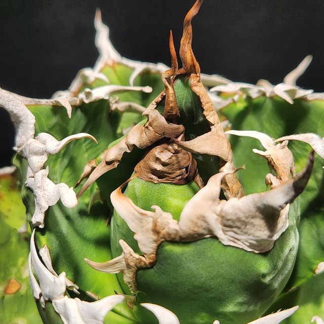 트라이