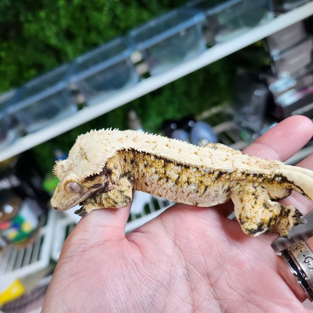 트라이