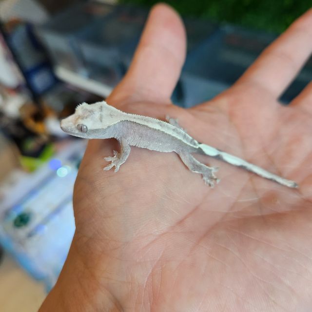 아잔틱