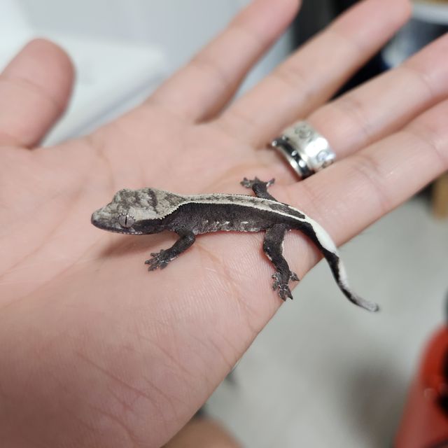 릴잔틱 아잔틱