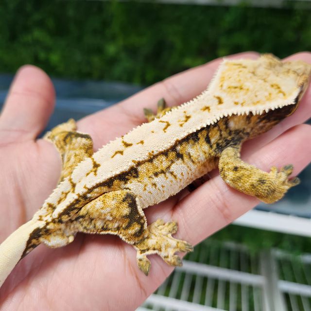 트라이