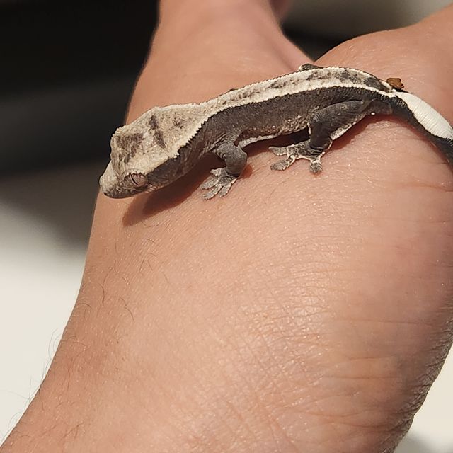 아잔틱