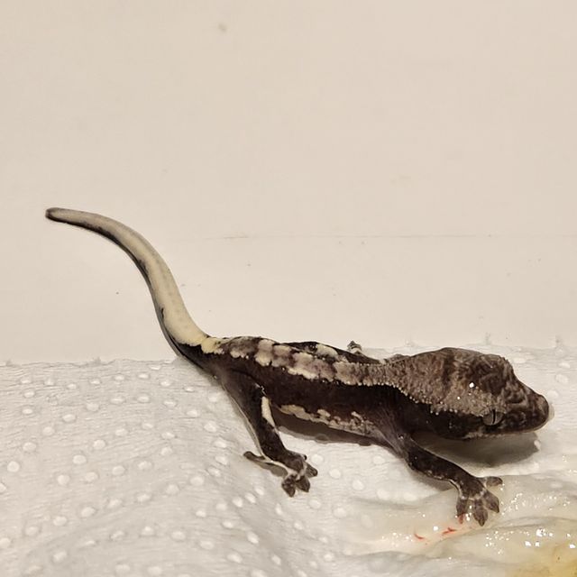 릴잔틱 아잔틱