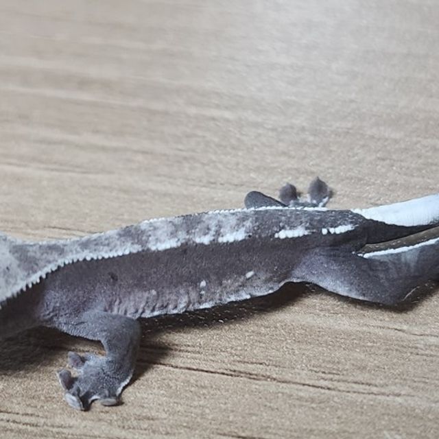 아잔틱