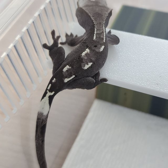 아잔틱