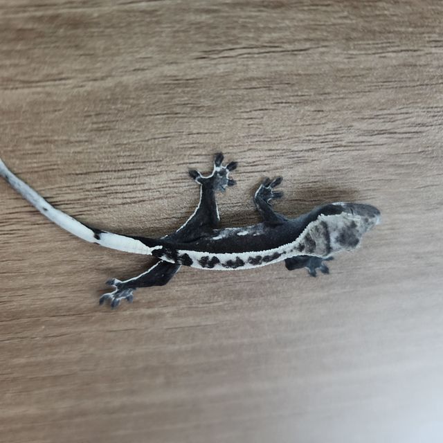 아잔틱
