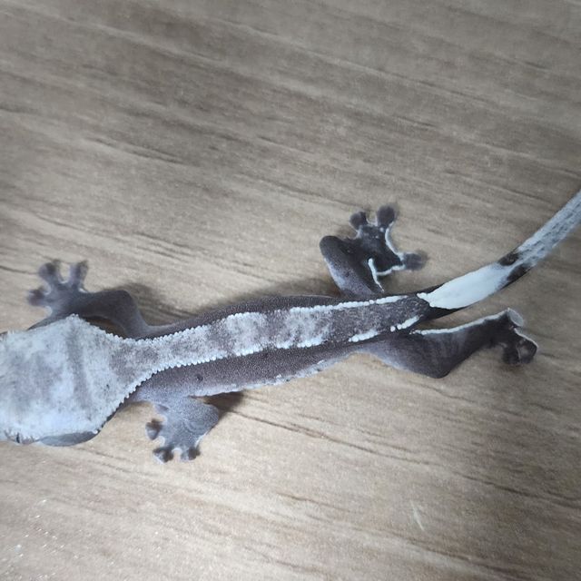 아잔틱