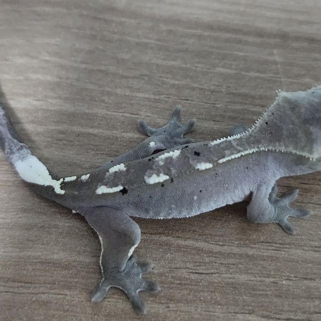 아잔틱