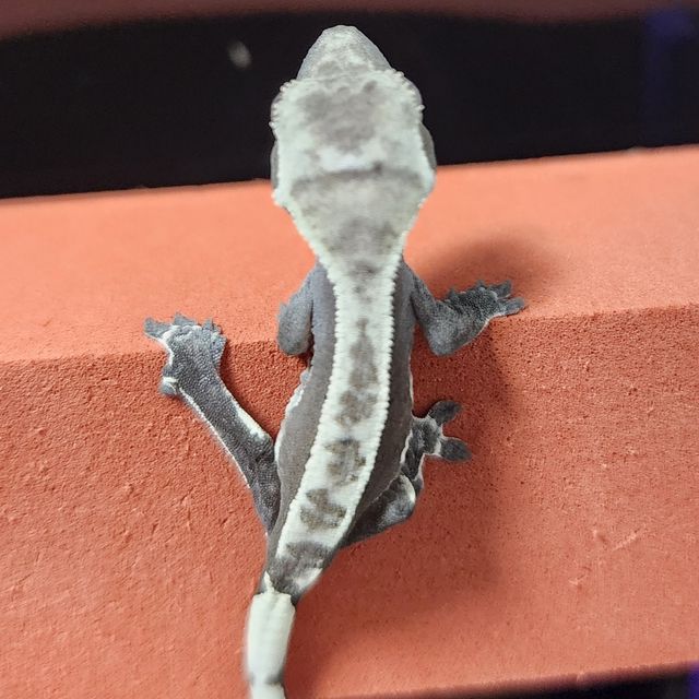 아잔틱