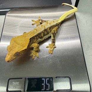 익스트림할리퀸