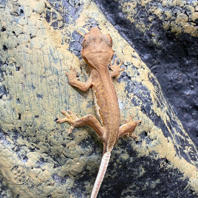 릴리화이트 팬텀