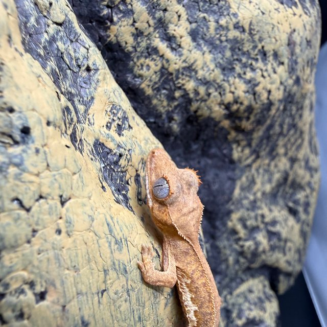 릴리화이트 팬텀