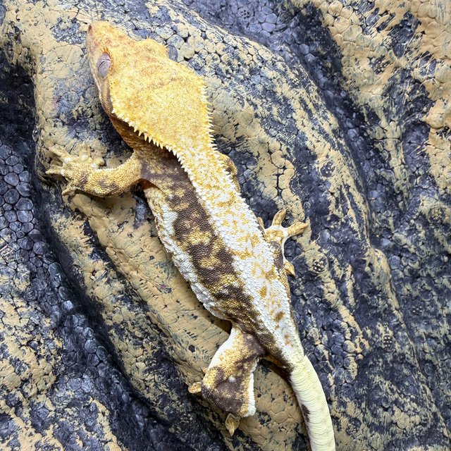 익스트림할리퀸