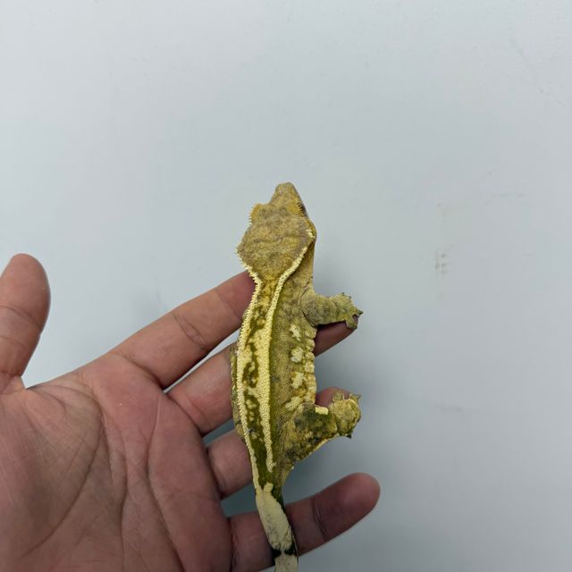 크림시클