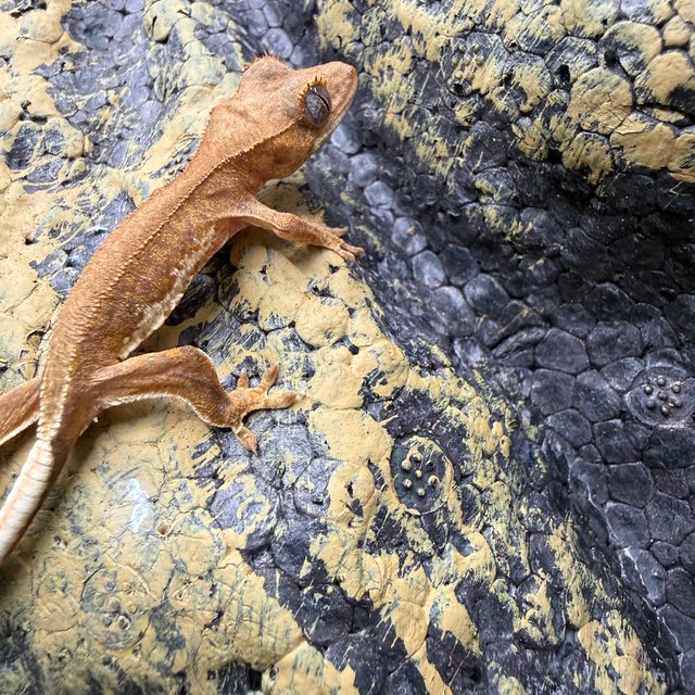 릴리화이트 팬텀