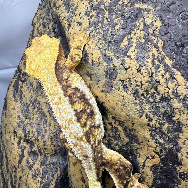 익스트림할리퀸