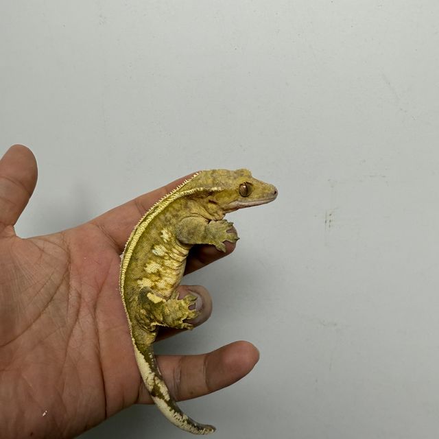 크림시클