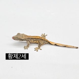 풀핀 쿼드