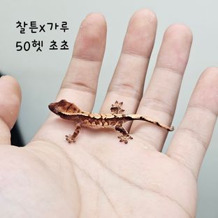 노멀