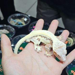 릴리 세이블