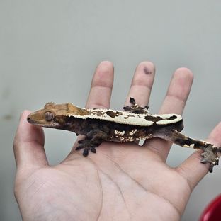 세이블