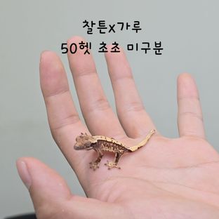 노멀