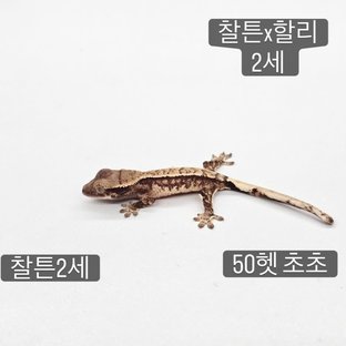 노멀