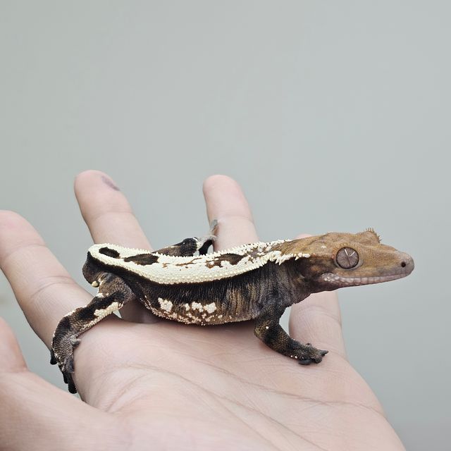 세이블