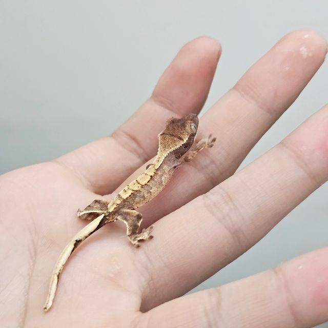 노멀