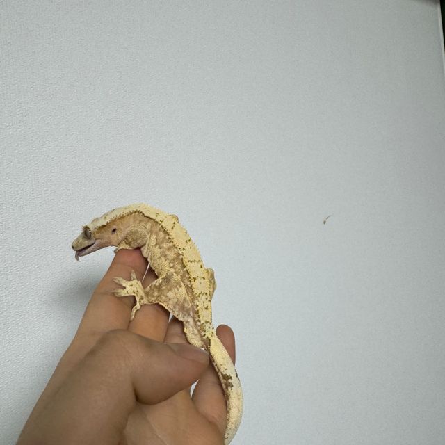 크림
