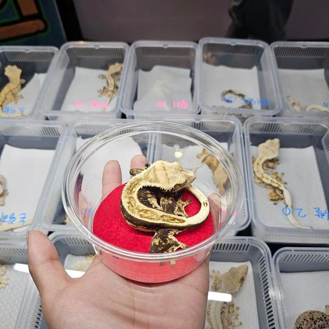 노멀 엠티백 풀핀 쿼드