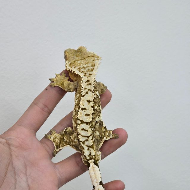 노멀