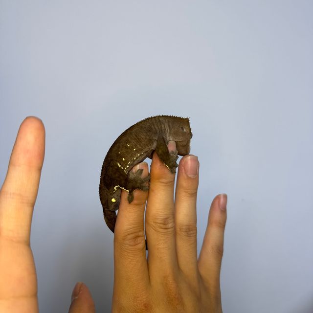 챠콜